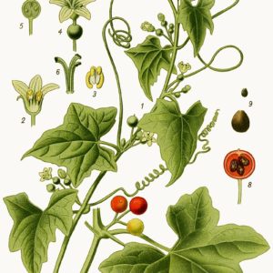 Famille des Cucurbitaceae - Cucurbitacées