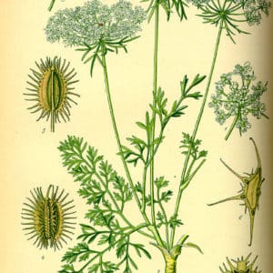 Famille des Apiaceae, Apiacées, Umbelliferae, Ombellifères