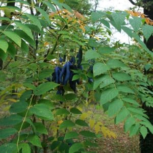 Graines de Decaisnea fargesii, Graines d'Arbre aux saucisses bleues