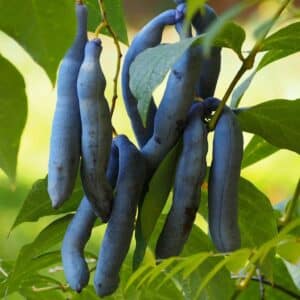 Decaisnea fargesii - Arbre aux saucisses bleues