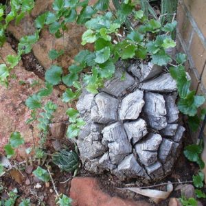 Dioscorea elephantipes - Plante tortue