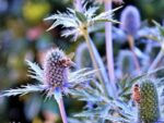 Eryngium planum - Fleur mellifère