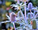 Eryngium planum - Fleur mellifère