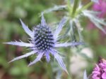 Eryngium planum - Détail d'une fleur (CC0)