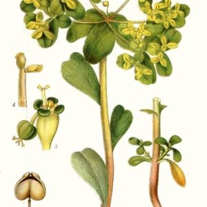 Famille des Euphorbiaceae - Euphorbiacées