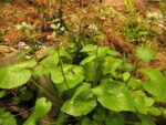 Wasabi – Eutrema japonicum en culture