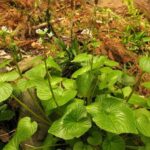 Wasabi – Eutrema japonicum en culture