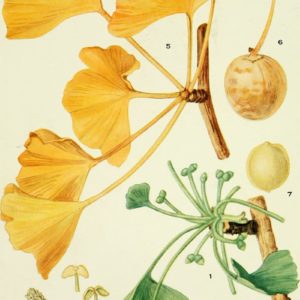 Famille des Ginkgoaceae - Ginkgoacées