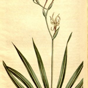 Famille des Iridaceae - Iridacées