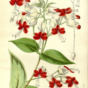Famille des Lamiaceae - Lamiacées