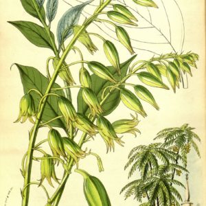 Famille des Lardizabalaceae - Lardizabalacées