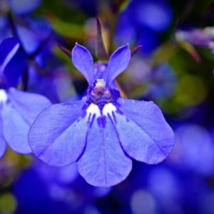 Lobelia pendula bleu 'Saphir' - Lobélie bleue