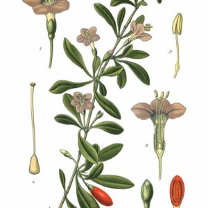 Solanaceae - Famille des Solanacées