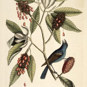 Famille des Magnoliaceae - Magnoliacées