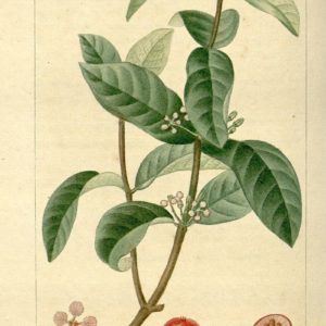 Malpighiaceae - Famille des Malpighiacées