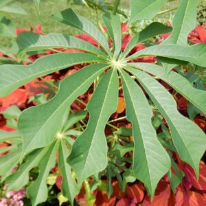 Manihot Grahamii, Feuille de Manioc rustique, Graines de Manihot Grahamii, Graines de Manioc rustique