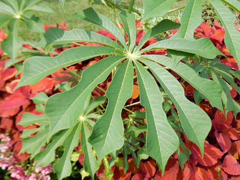 20 Graines De Manioc - Pour Plantation Extérieure - Culture Facile - Idéal Jardinage Débutant