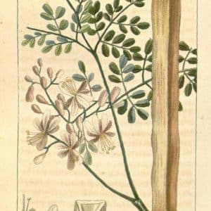 Famille des Moringaceae - Moringacées