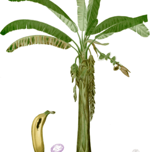 Famille des Musaceae - Musacées