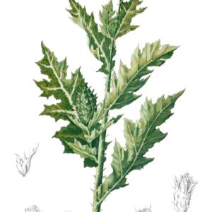 Famille des Papaveraceae - Papaveracées