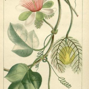 Passifloraceae - Famille des Passifloracées