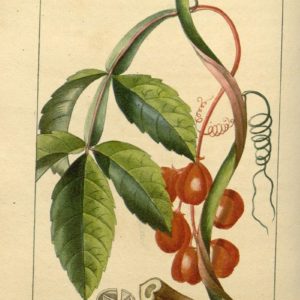 Sapindaceae - Famille des Sapindacées