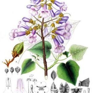 Famille des Paulowniaceae - Paulowniacées