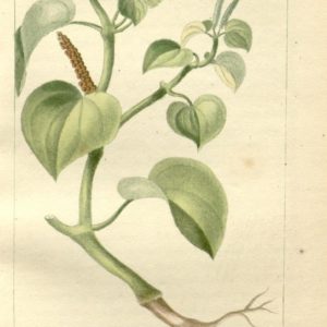 Piperaceae - Famille des Piperacées