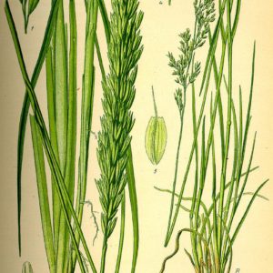 Famille des Poaceae - Poacées