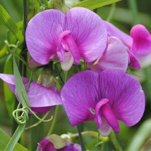 Pois vivace - Lathyrus Latifolius