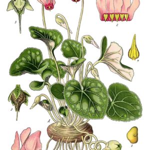 Famille des Primulaceae - Primulacées