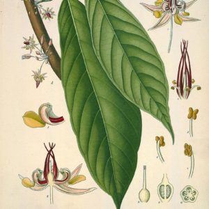 Bombacaceae - Famille des Bombacacées
