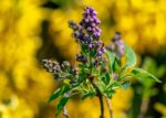 Lilas commun - Syringa vulgaris