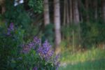 Lilas commun - Syringa vulgaris