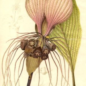 Taccaceae - Famille des Taccacées