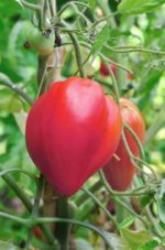 Tomate Coeur de boeuf rose - OXheart tomato rose