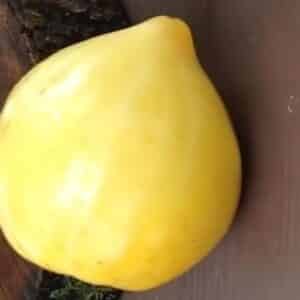 Graines de Tomate Cœur de bœuf blanche, Graines de Tomate Oxheart blanche