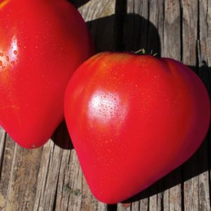Tomate Coeur de boeuf rose - Pink OXheart tomato