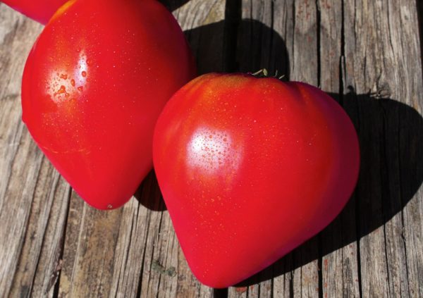Tomate Coeur de boeuf rose - Pink OXheart tomato