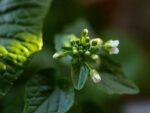 Wasabi Daruma – Fleur d'Eutrema japonicum Daruma