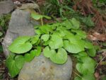 Wasabi Daruma – Eutrema japonicum Daruma en pleine-terre