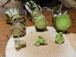 Wasabi Daruma – Eutrema japonicum Daruma