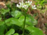 Wasabi – Fleur d'Eutrema japonicum