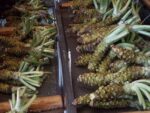 Wasabi – Racines d'Eutrema japonicum