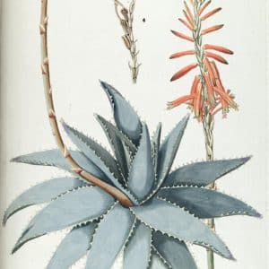 Aloeaceae - Famille des Aloaceae, Aloacées