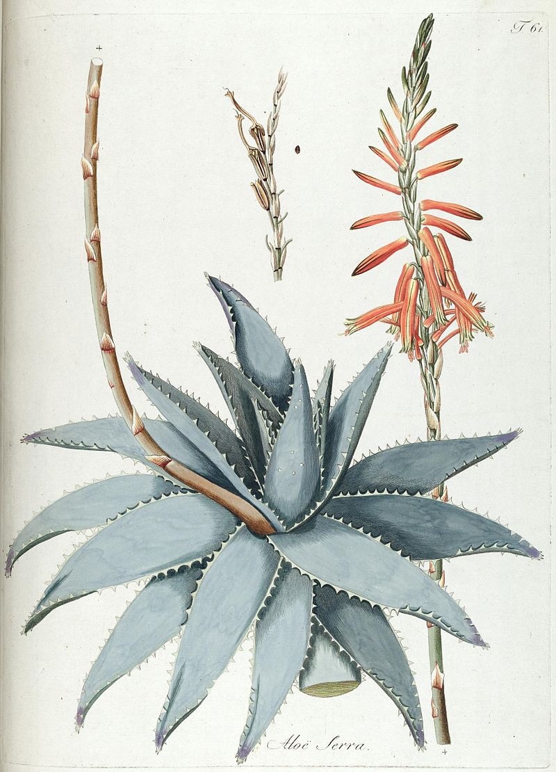 Aloaceae - Famille des Aloacées - Boutique Végétale