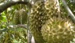Durian - Durion