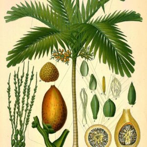 Arecaceae, Palmae - Famille des Arecacées, Palmacées