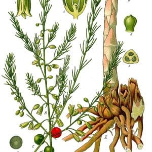 Asparagaceae - Famille des Asparagacées