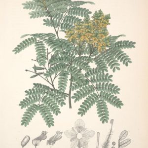 Famille des Caesalpiniaceae - Caesalpiniacées